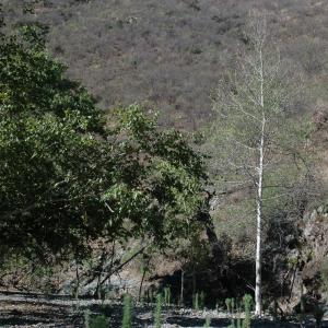 Sierra Azul, Sonora