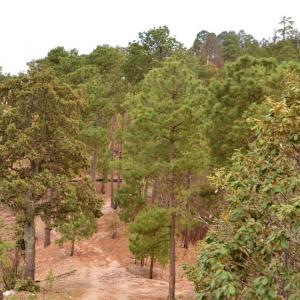Sierra Bacadehuachi, Sonora