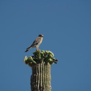 American kestrel perched on saguaro