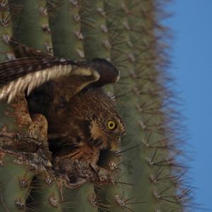 Cactus Ferruginous Pygmy-owl