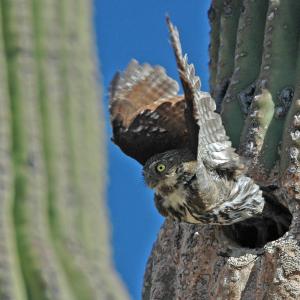 Cactus Ferruginous Pygmy-owl in flight