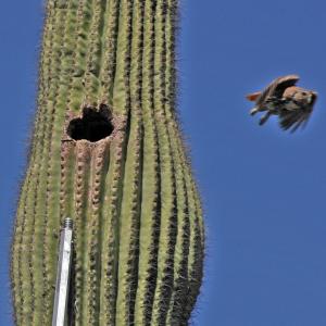 Cactus Ferruginous Pygmy-owl flying from nest cavity