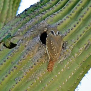 Cactus Ferruginous Pygmy-owl at nest cavity in saguaro