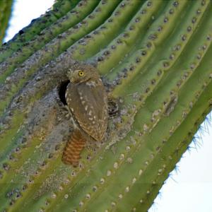 Cactus Ferruginous Pygmy-owl at nest cavity in saguaro
