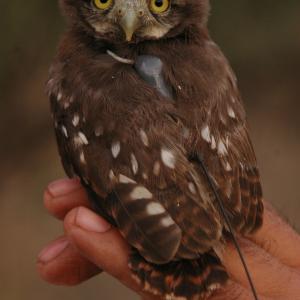 Cactus Ferruginous Pygmy-owl young with GPS tracking device