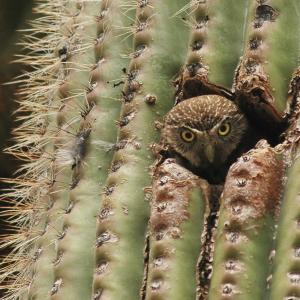 Cactus Ferruginous Pygmy-owl peeking out from saguaro nest cavity