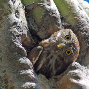 Cactus Ferruginous Pygmy-owl looking sideways from saguaro nest cavity