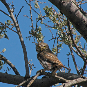 Cactus Ferruginous Pygmy-owl perching in ironwood tree