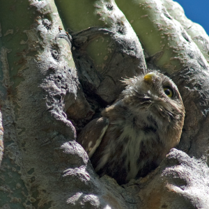 Cactus Ferruginous Pygmy-owl looking upwards from saguaro nest cavity