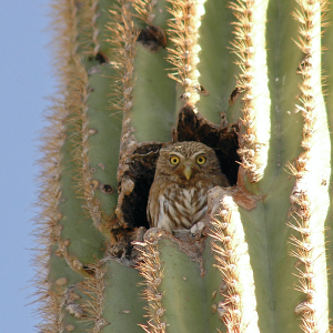 Cactus Ferruginous Pygmy-owl relaxing in saguaro cavity