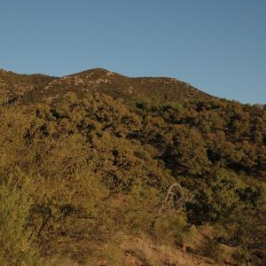 Sierra Juriquipa, Sonora