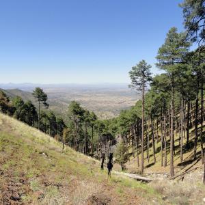 Sierra Purica, Sonora