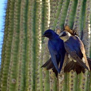 Purple martin male and female at saguaro cavity