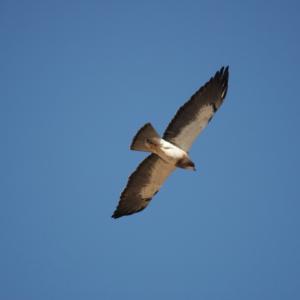 Swainson's hawk soaring