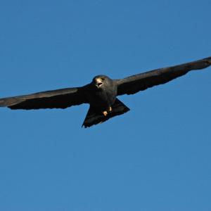 Zone-tailed hawk in flight, front view