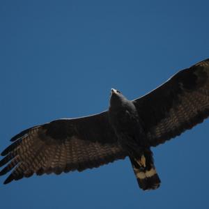 Zone-tailed hawk from below