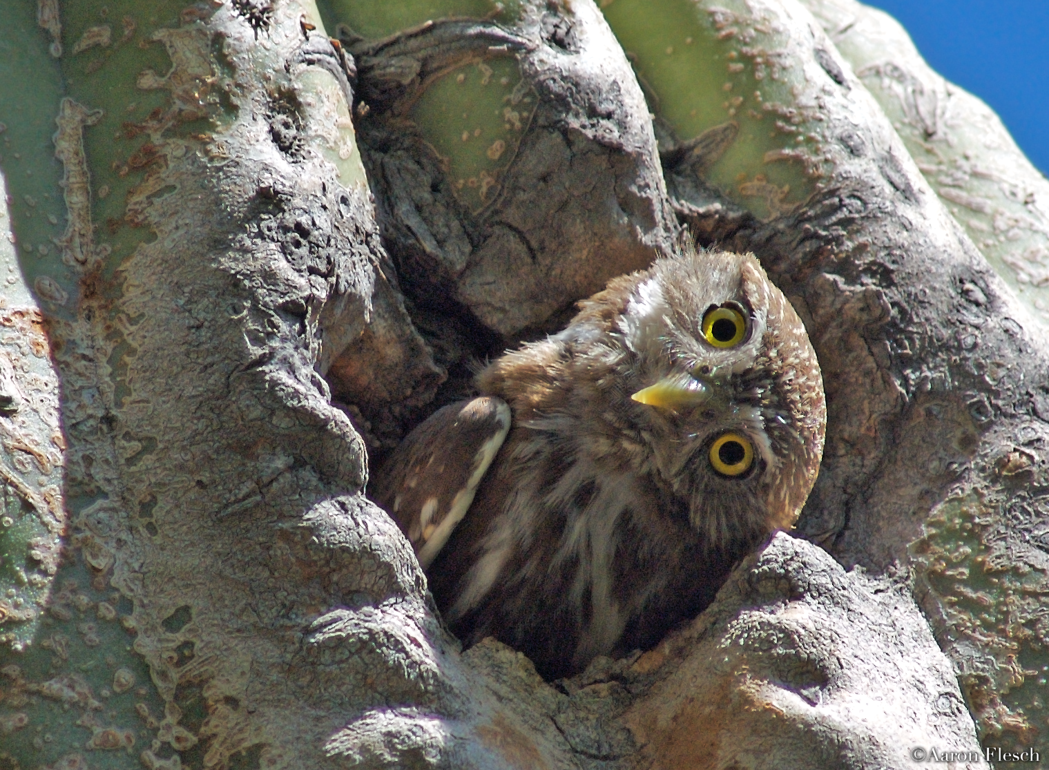 Cactus Ferruginous Pygmy owls Aaron Flesch Cactus Ferruginous Pygmy owls Aaron Flesch